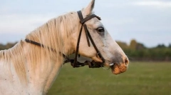 Махровий кінь